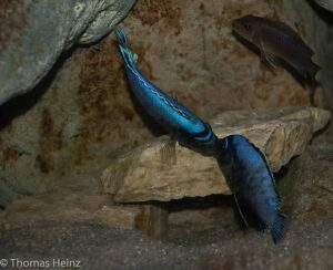 Metriaclima koningsi